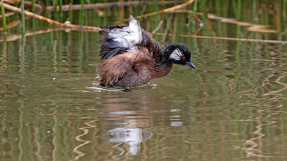 White-tufted Grebe (Rollandia rolland)