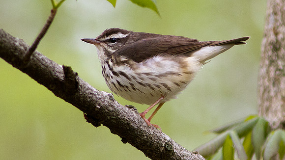 Louisiana Waterthrush (Parkesia motacilla)