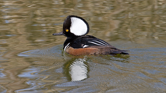 Hooded Merganser (Lophodytes cucullatus) male