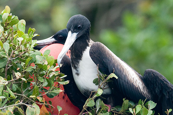 Magnificent Frigatebird (Fregata magnificens) male and female