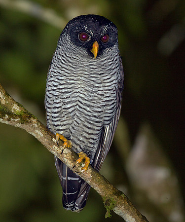 Black-and-white Owl (Strix nigrolineata)