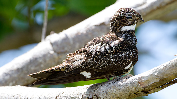 Antillean Nighthawk (Chordeiles gundlachii)