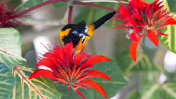 Venezuelan Troupial (Icterus icterus)