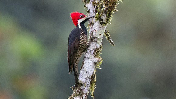 Guayaquil Woodpecker (Campephilus gayaquilensis) female