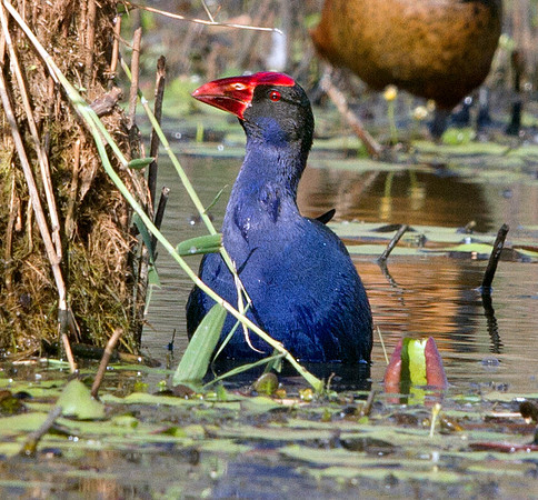IMG_7443