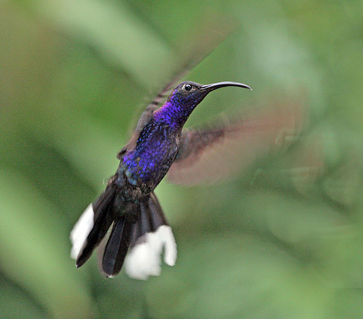 Violet Sabrewing (Campylopterus hemileucurus)