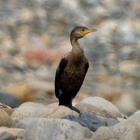 Neotropic Cormorant (Phalacrocorax brasilianus)