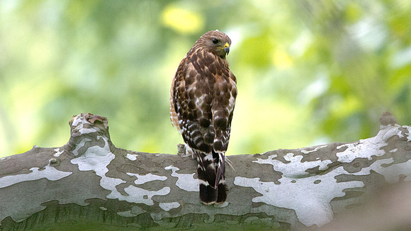 Red-shouldered hawk (Buteo lineatus)