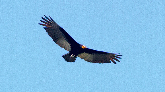 Greater Yellow-headed Vulture (Cathartes melambrotus)