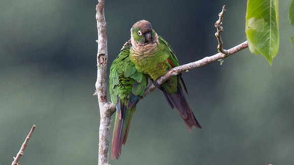 Maroon-tailed Parakeet (Pyrrhura melanura)