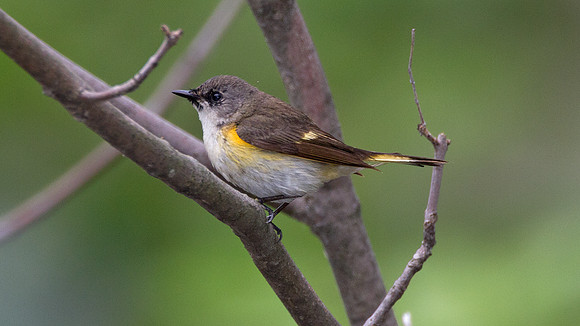 Bay-breasted Warbler (Dendroica castanea)