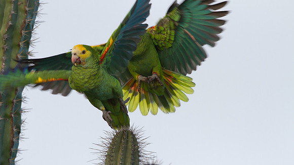 Yellow-shouldered Amazon (Amazona barbadensis)