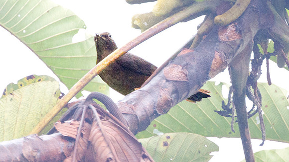 Black-billed Thrush (Turdus ignobilis)