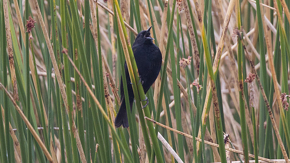 Yellow-winged Blackbird (Agelaius thilius)