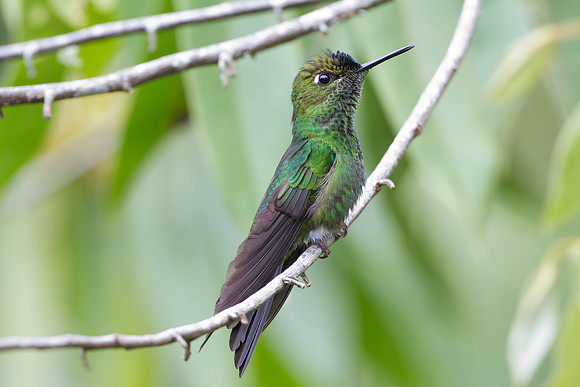 Violet-fronted Brilliant (Heliodoxa leadbeateri)