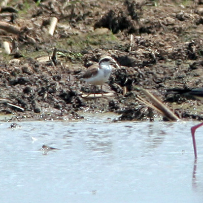 Black-fronted Dotterel (Elseyornis melanops)