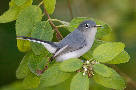 Blue-gray Gnatcatcher (Polioptila caerulea) female
