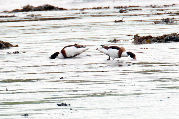 Common Shelduck (Tadorna tadorna)