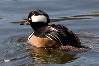 Hooded Merganser (Lophodytes cucullatus)
