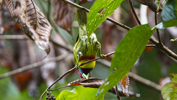 Versicoloured Barbet (Eubucco versicolor)
