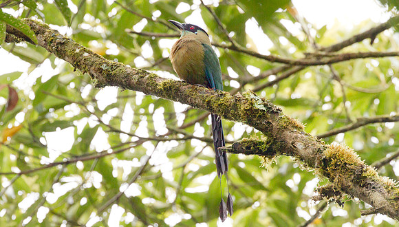 Highland Motmot (Momotus aequatorialis)