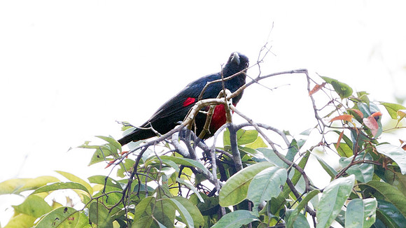 Black-and-crimson Oriole (Oriolus cruentus)