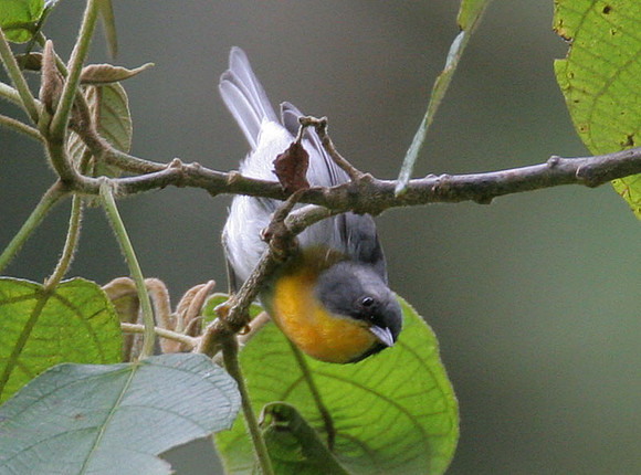 Flame-throated Warbler (Oreothlypis gutturalis)