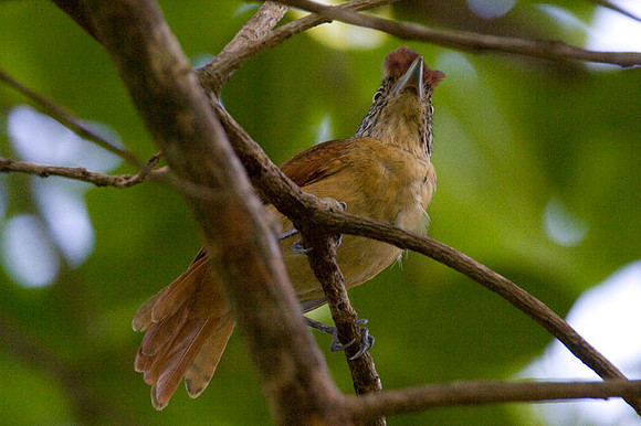 Barred Antshrike (Thamnophilus doliatus) female