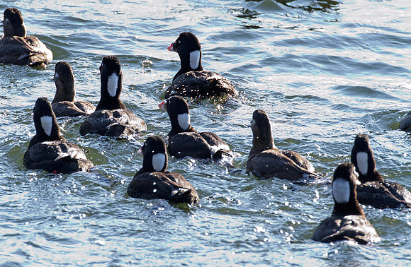 Surf Scoter (Melanitta perspicillata)