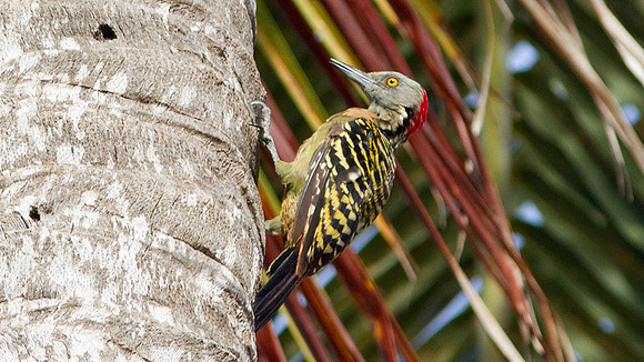 Hispaniolan Woodpecker (Melanerpes striatus)