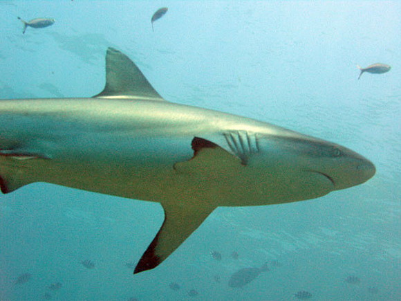 Grey Reef Shark (Carcharhinus amblyrhynchos)