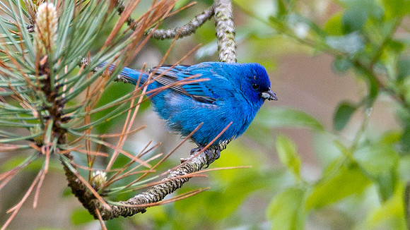 Indigo Bunting (Passerina cyanea)