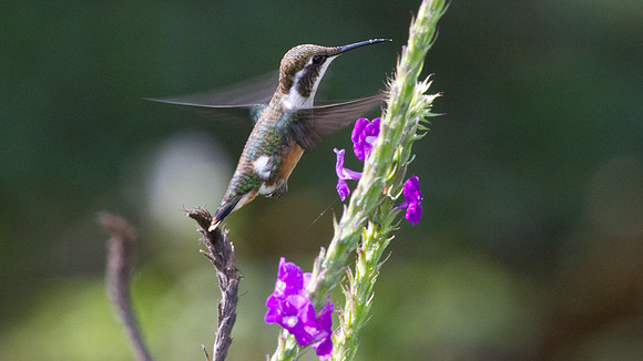 White-bellied Woodstar (Chaetocercus mulsant) - female