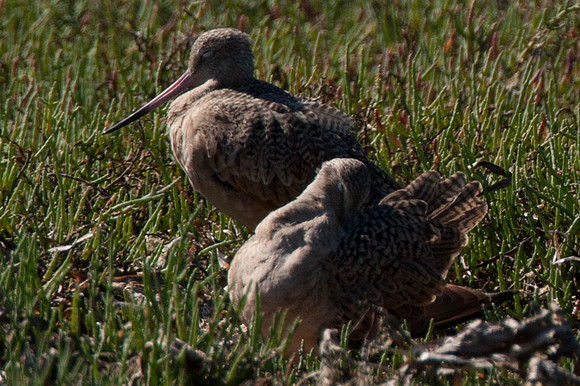 Marbled Godwit (Limosa fedoa)