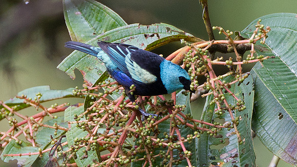 Blue-necked Tanager (Tangara cyanicollis)