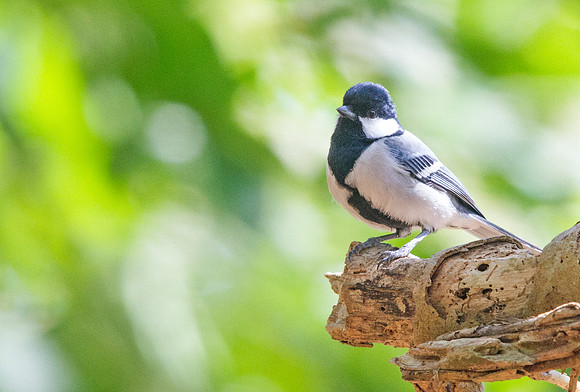 Great tit (Parus major)