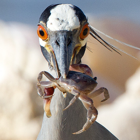 Yellow-crowned Night Heron (Nyctanassa violacea)