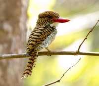 Banded Kingfisher (Lacedo pulchella) Female