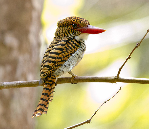 Banded Kingfisher (Lacedo pulchella) Female