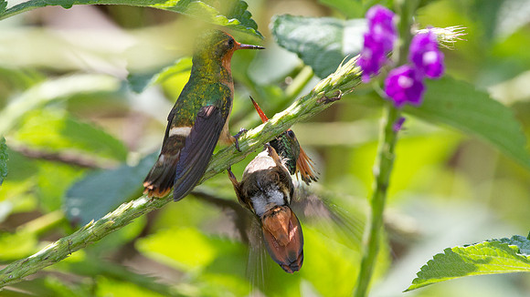Rufous-Crested Coquette (Lophornis delattrei)