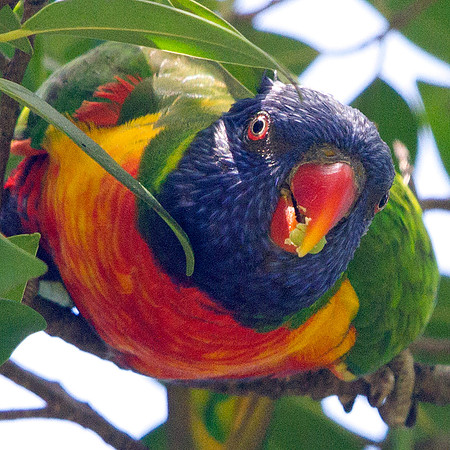 Rainbow Lorikeet (Trichoglossus haematodus)