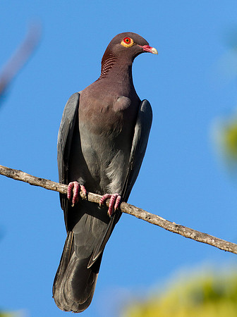 Scaly-naped Pigeon (Patagioenas squamosa)