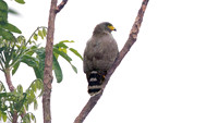Roadside Hawk (Buteo magnirostris)