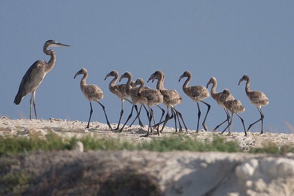 American Flamingo (Phoenicopterus ruber) chicks