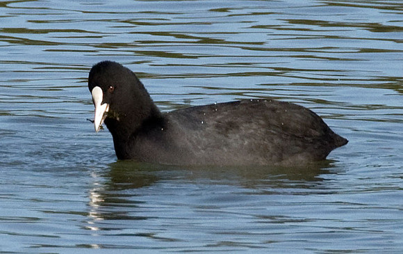 Eurasian Coot (Fulica atra)
