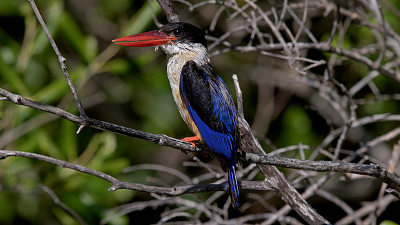 Black-capped kingfisher (Halcyon pileata)