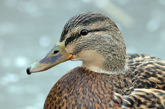 Mallard (Anas platyrhynchos) female