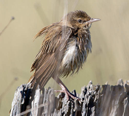 IMG_8603