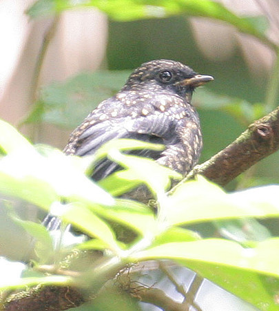 Black-faced Solitaire (Myadestes melanops) juvenile