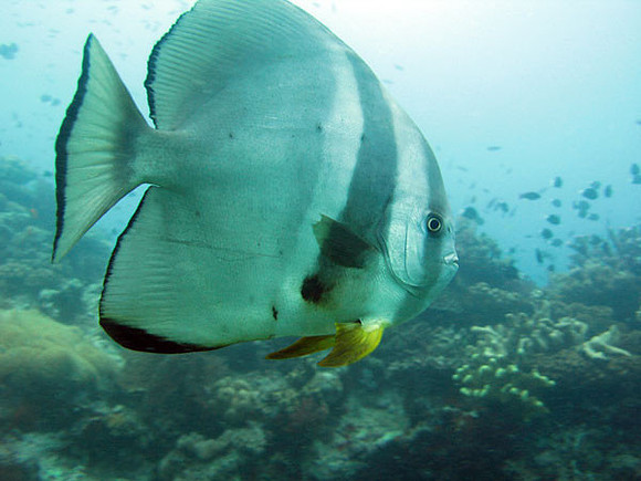 Orbicular Batfish (Platax orbicularis)